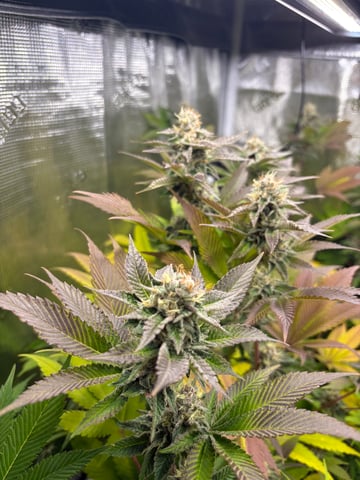 grow 3 — flower, day 40