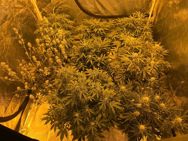 Autos AGAIN