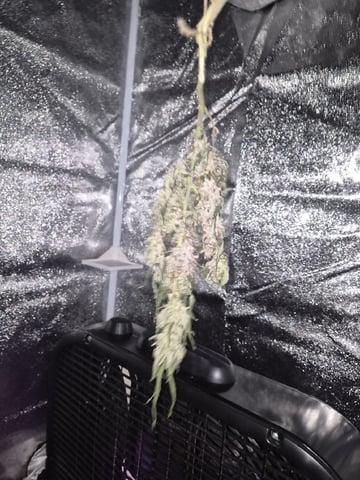 I'll get it right — harvest, day 102