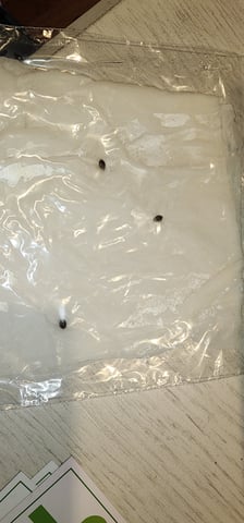 1st grow Dr. Nefario — germination, day 1