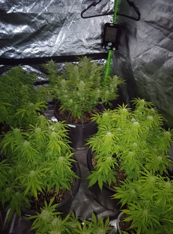 New run using General Hydroponics  — flower, day 11