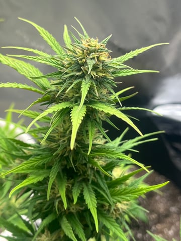 Wedding Cake Zkittlez — flower, day 22