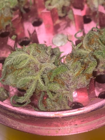 Auto Run #1 2025-2026