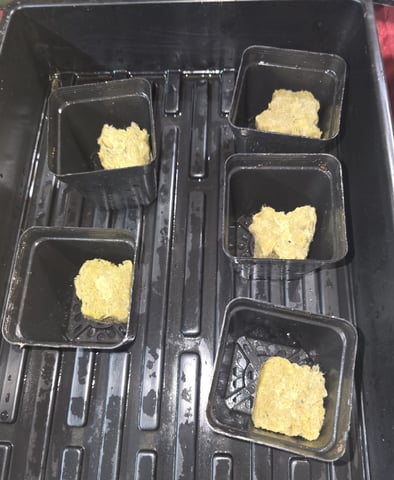 Dr. Sleep — germination, day 7