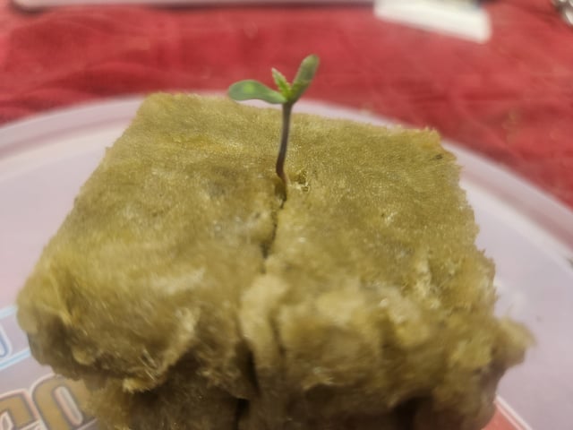 Sour Diesel (started Aug 30th 2025) — seedling_rooting, day 5