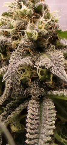  1 Blue Zushi x Venom & 1 Jack Here x Strawberry Cookies OG — flower, day 88