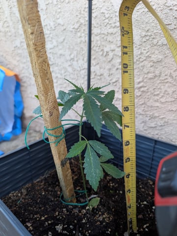 Galicane Fem — vegetative, day 35