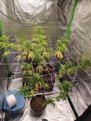 Pren seeds from brazil — flower, day 8