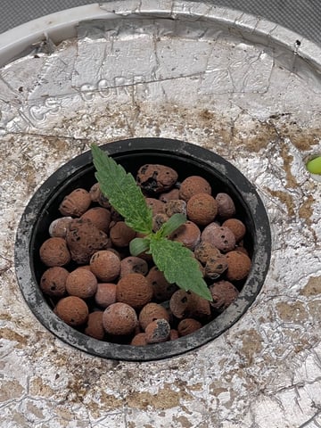 The First One — seedling_rooting, day 11