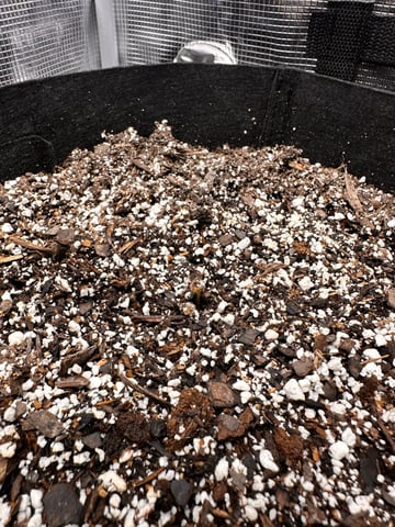 Gorilla Cookies — 1st Grow — germination, day 5