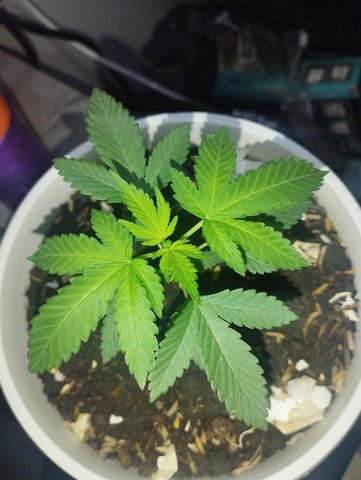 Test 1  — vegetative, day 36