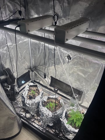 Batch #3 — vegetative, day 2