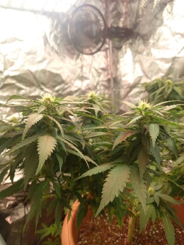 ( Guava Dawg × Sour Tangie ) F2 — flower, day 7