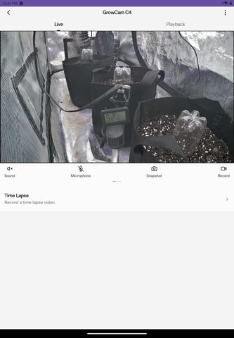 Gorilla Z  — grow_setup, day 2