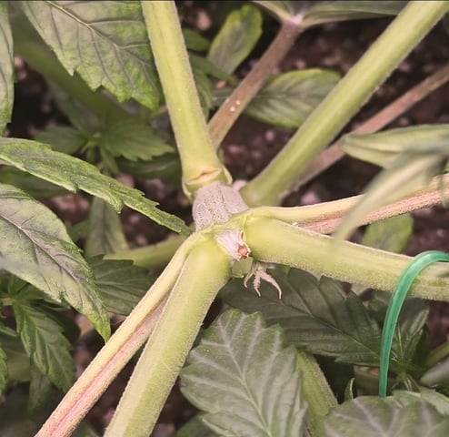 1st Auto Grow (LSD + BrB) - 1st indoor Grow — vegetative, day 27