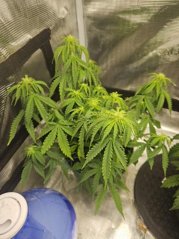 3 bears auto flower  — flower, day 34