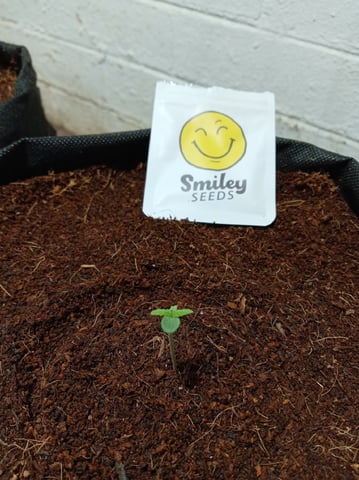 Strawberry Banana Auto  — seedling_rooting, day 9