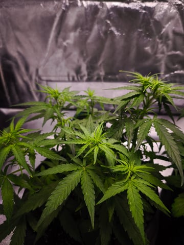 New grow — flower, day 30