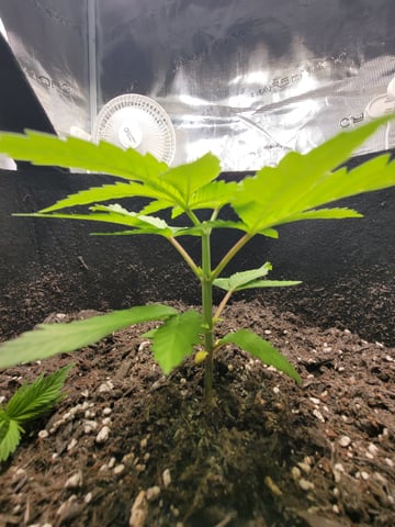 First try — vegetative, day 31