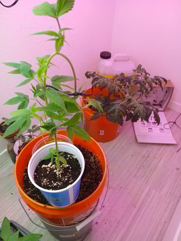 Gelato 33 — seedling_rooting, day 2