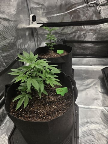 Hello 420 — none, day 2