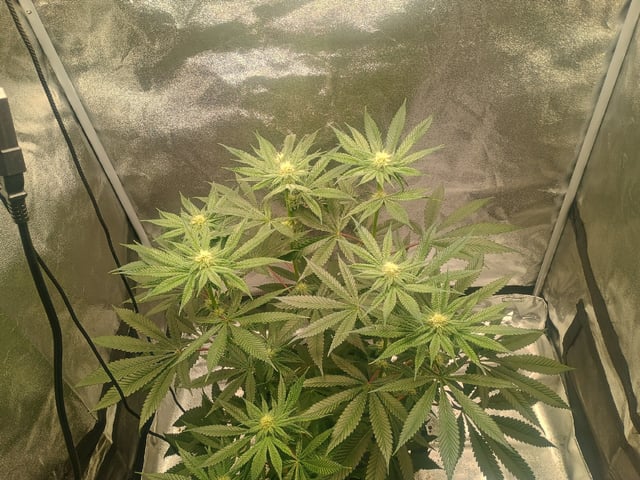 lil Slurry, first grow — flower, day 61