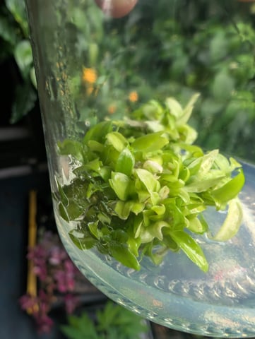 Plant in a test tube — seedling_rooting, day 94