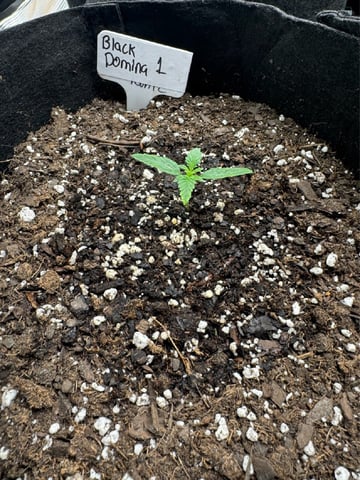 SSH and BD — seedling_rooting, day 14