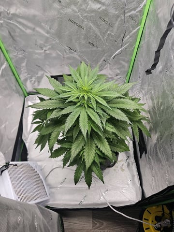 Gorilla Z auto — flower, day 55