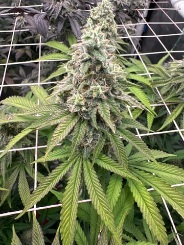 Grow#2 — flower, day 82