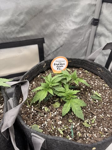 BloodMoon Gelato — vegetative, day 30