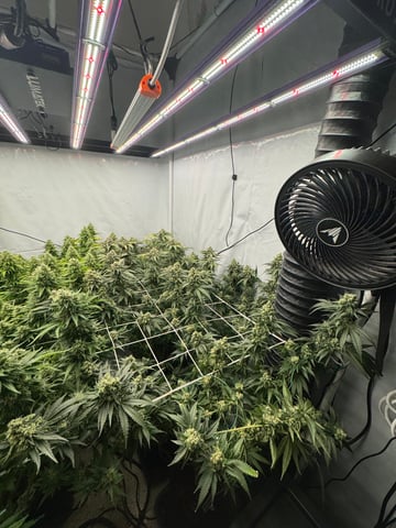 Permanent Marker, Gary Payton — flower, day 48