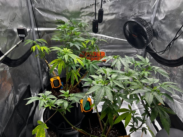 Am inside — vegetative, day 26