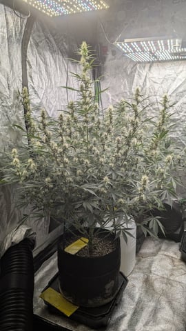 Perpetual Autoflower Mixed Grow #3 — flower, day 58