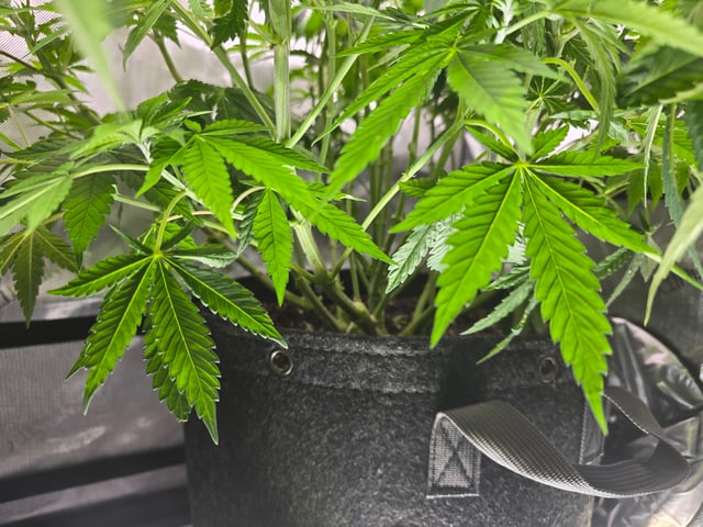 Purple Haze  — flower, day 50