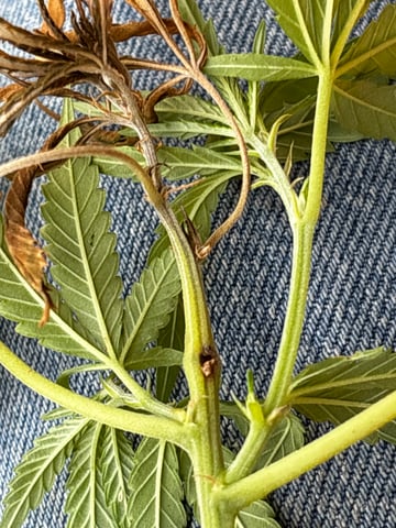 Outdoor Grow — vegetative, day 110