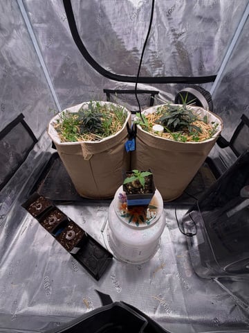 Round 1.5 — vegetative, day 17