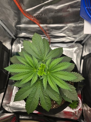Northern lights #10 2nd plant (Selkies) — vegetative, day 25