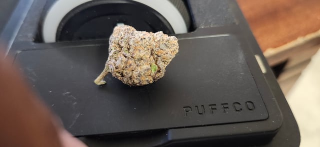 First Grow  — seedling_rooting, day 2