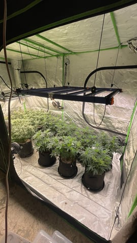 Clones Fat Bastard Clones  — flower, day 76