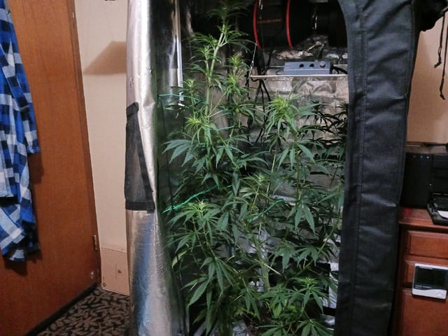 2nd Grow 2026  — flower, day 51