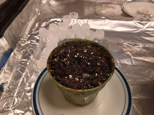 Gorilla Sherbert Feminized From Blimburn Seeds  — seedling_rooting, day 10
