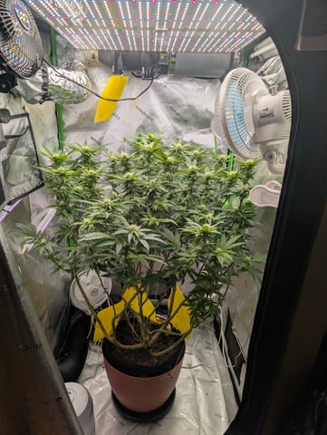 Golden Goat — flower, day 7