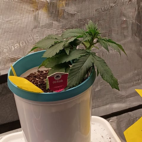 TentPlantLightFan — vegetative, day 27