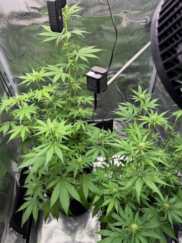  Trying to go big — flower, day 92