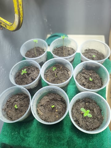 Indoor 🇲🇽 — seedling_rooting, day 1