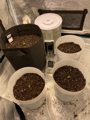 Gorilla Melon — seedling_rooting, day 8