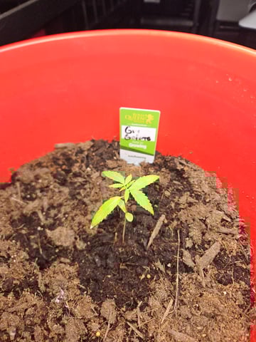 1st plant. Strain: Green Gelato AutoFlower — seedling_rooting, day 19