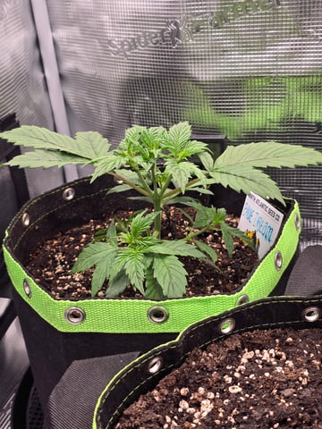 blue dream auto — vegetative, day 24