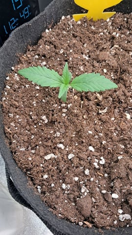 No3 — germination, day 13